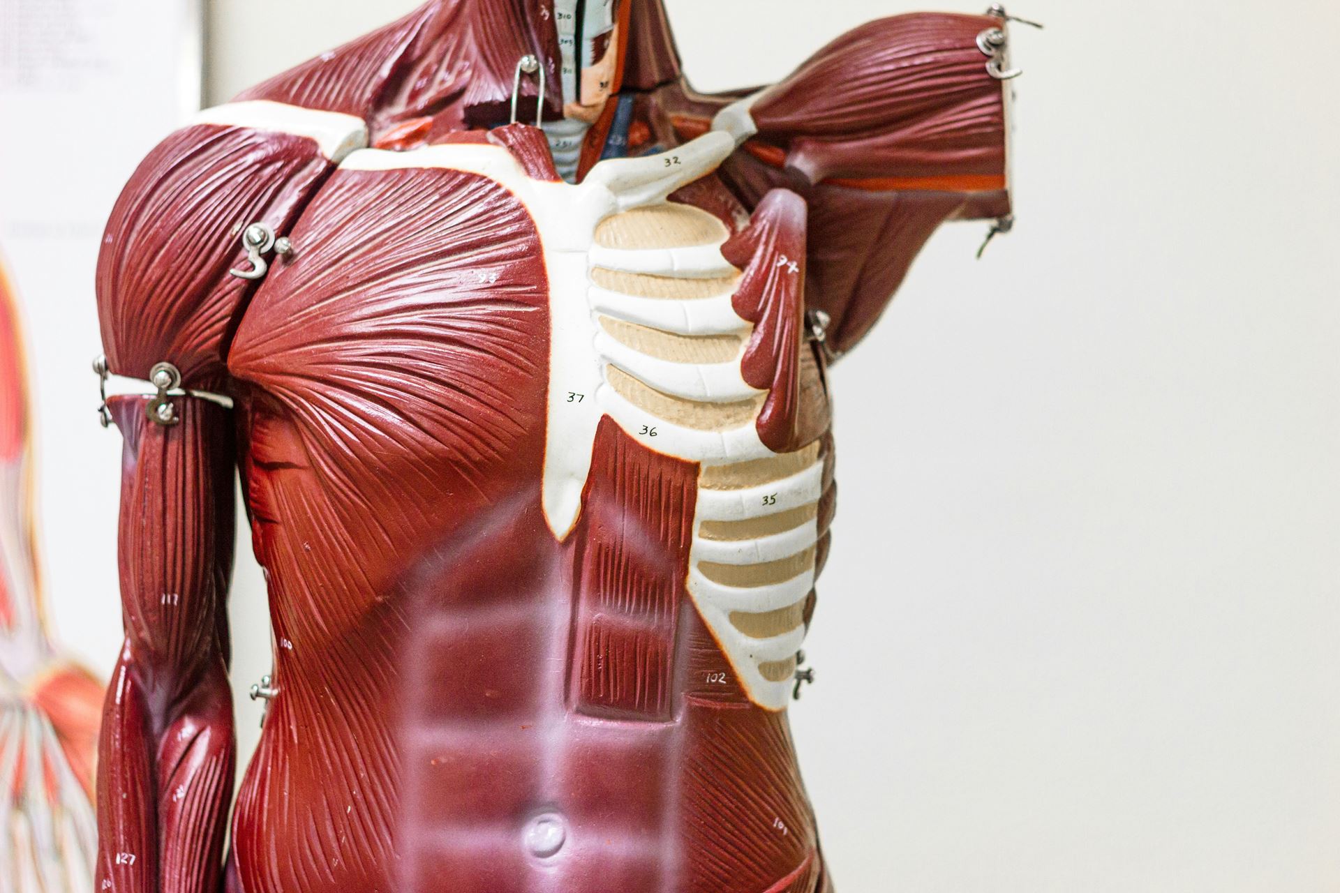 anatomy dummy